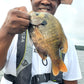 Blue Gill Guided Trip