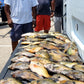 Blue Gill Guided Trip