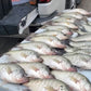 Crappie Guided Trips